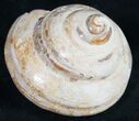Polished Fossil Snail (Pleurotomaria) #9546-1